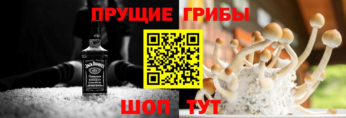 Галлюциногенные грибы Psilocybe Асино